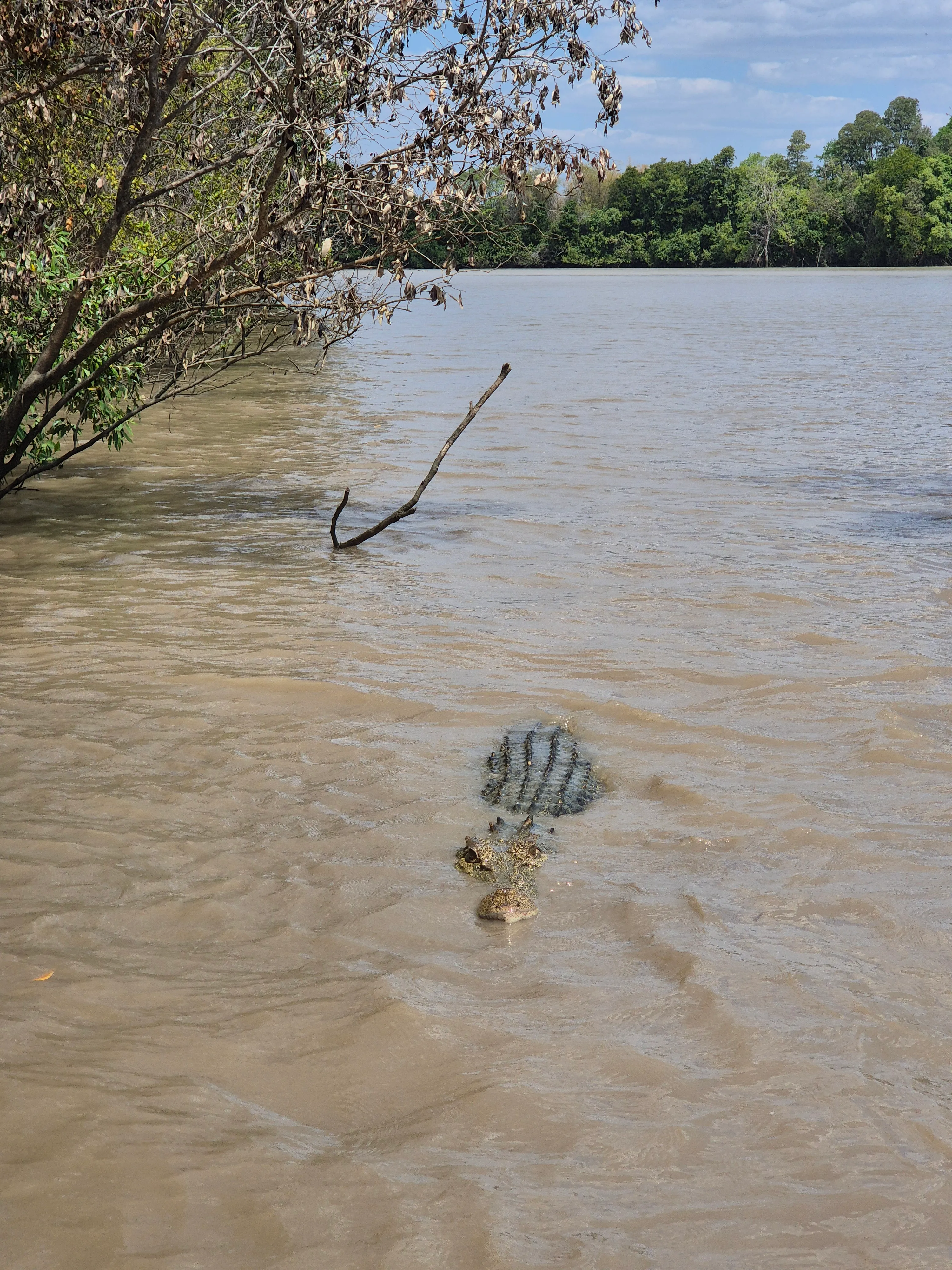 A crocodile swimming just below the surface of a wide, muddy river