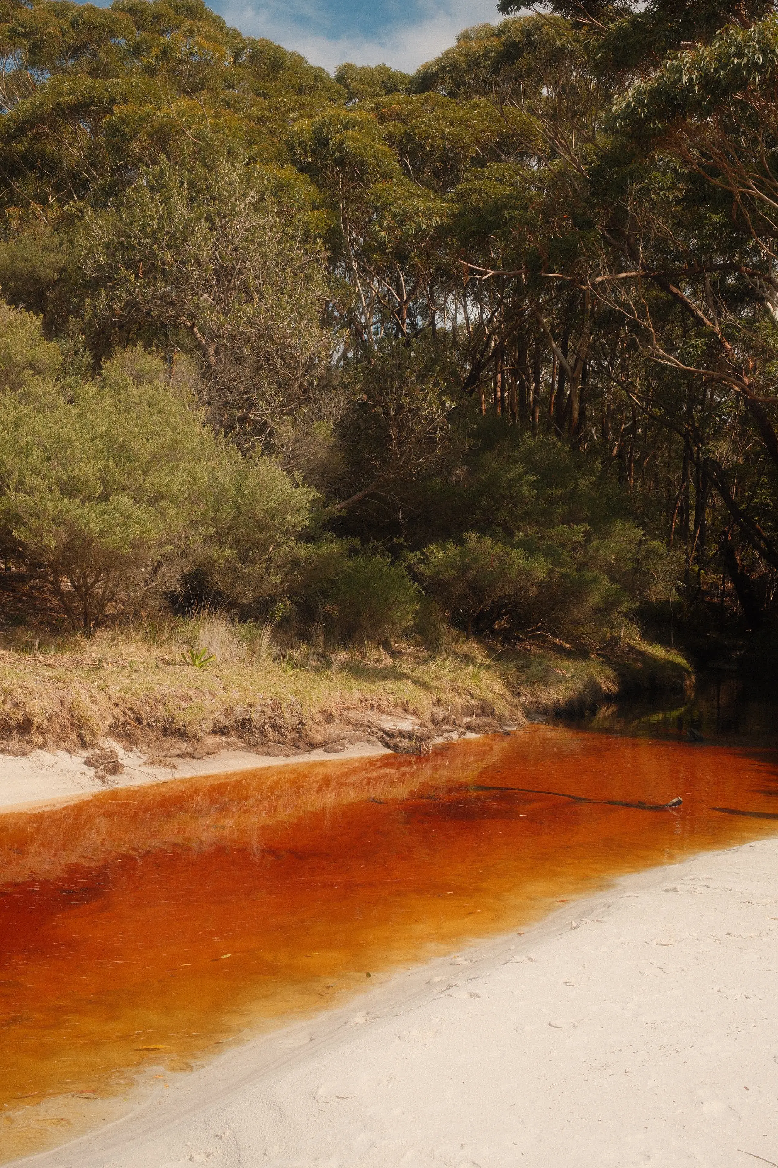 A tannin-stained creek running deep orange between white sand and green bush
