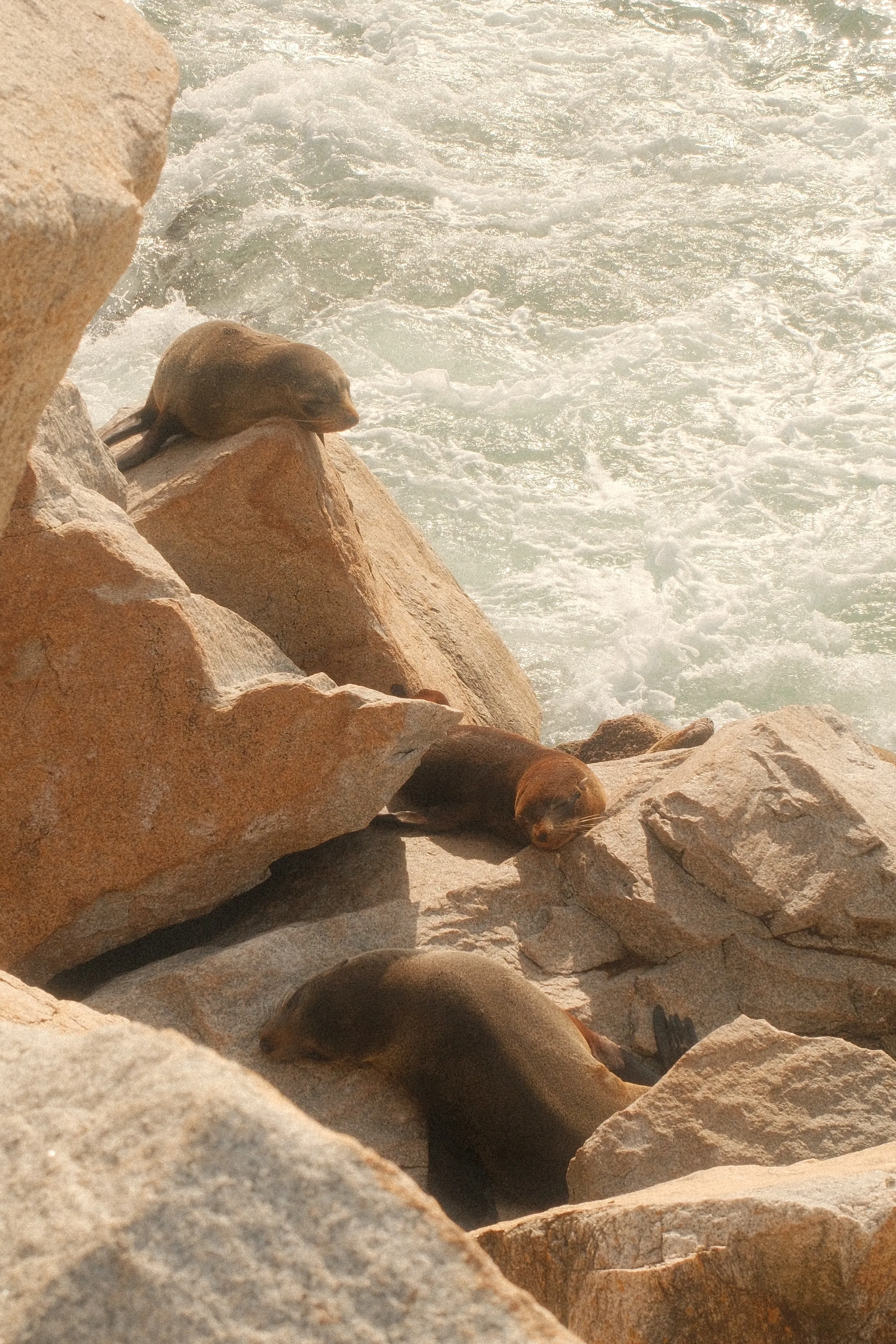 Fur seals resting on granite boulders beside churning water