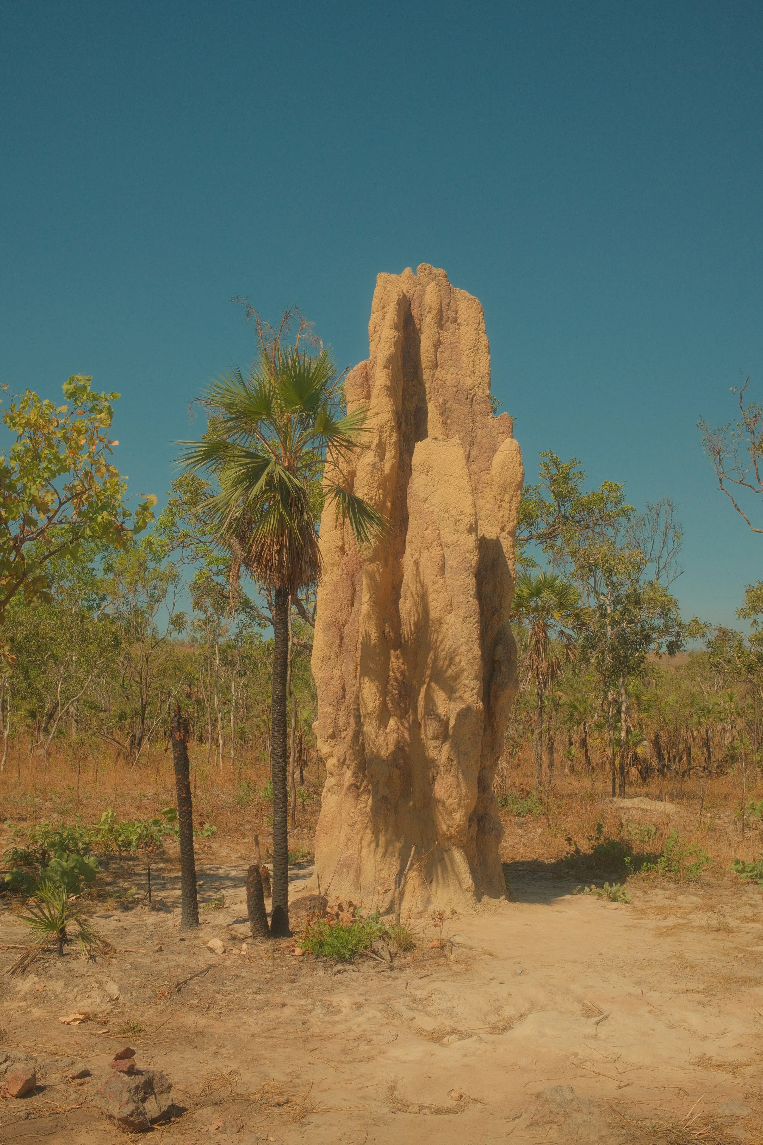 A tall cathedral termite mound beside a palm in dry open woodland