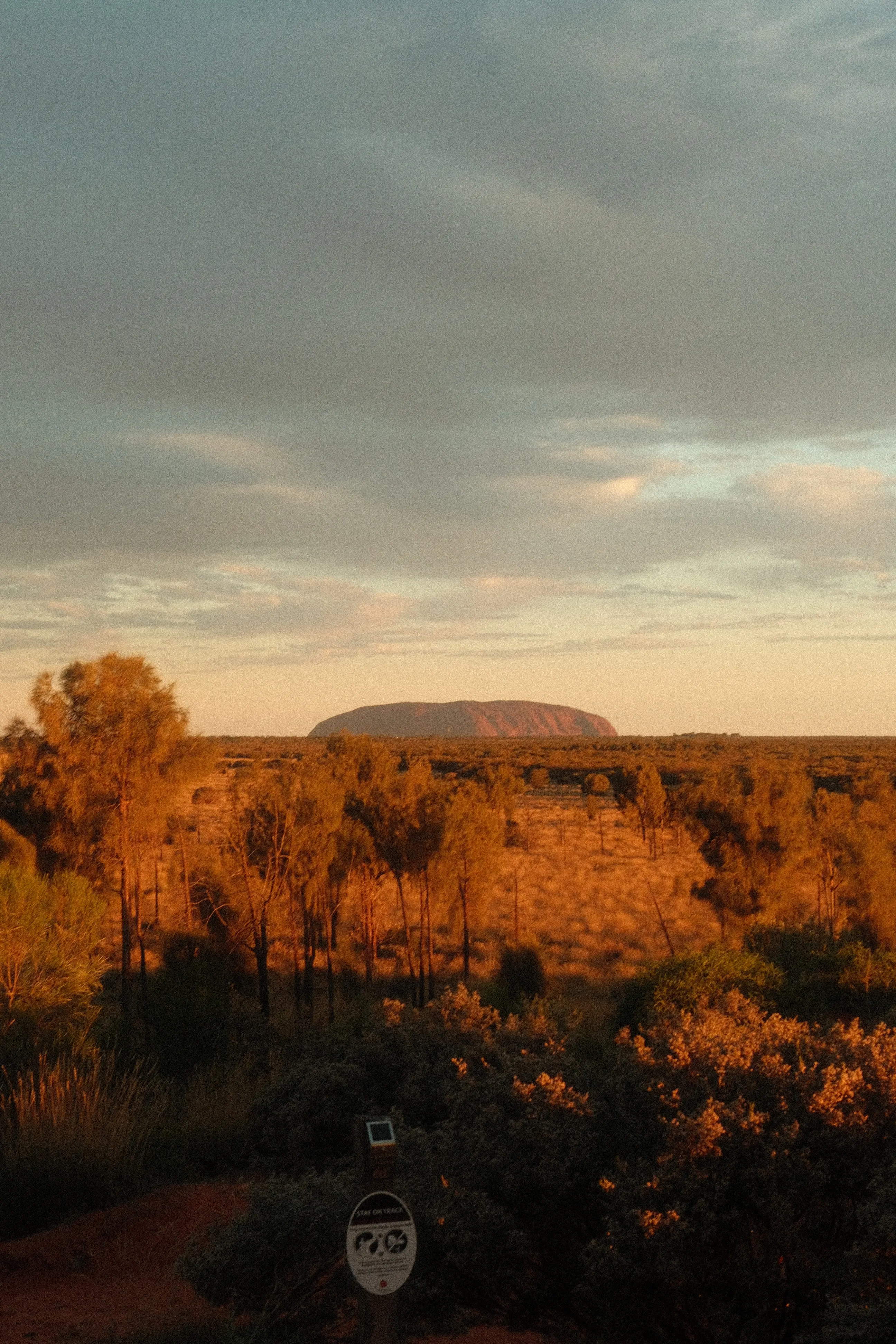 Uluru on the horizon at sunset, with low scrub lit orange in the foreground